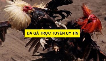 nhà cái đá gà trực tuyến