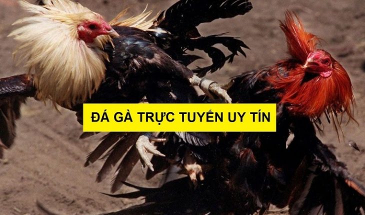 nhà cái đá gà trực tuyến