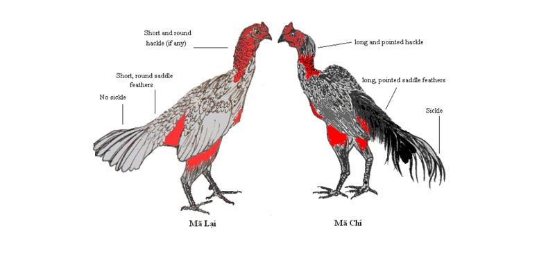 nhan biet ga choi hay - Bí quyết để sở hữu một chú gà chọi hay toàn diện đi thi đấu sới lớn