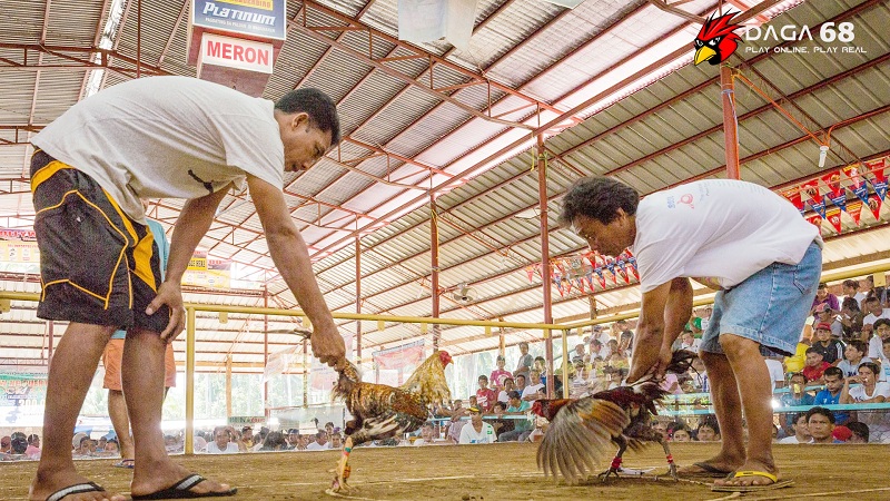 truong da ga thomo campuchia - Đá gà Thomo Campuchia – Ưu điểm, luật chơi, cách chơi an toàn nhất