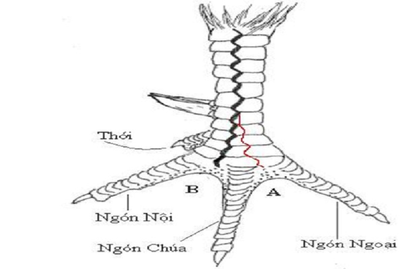 vay ap khau - Top 10 vảy gà chọi thần kê cực kỳ quý hiếm