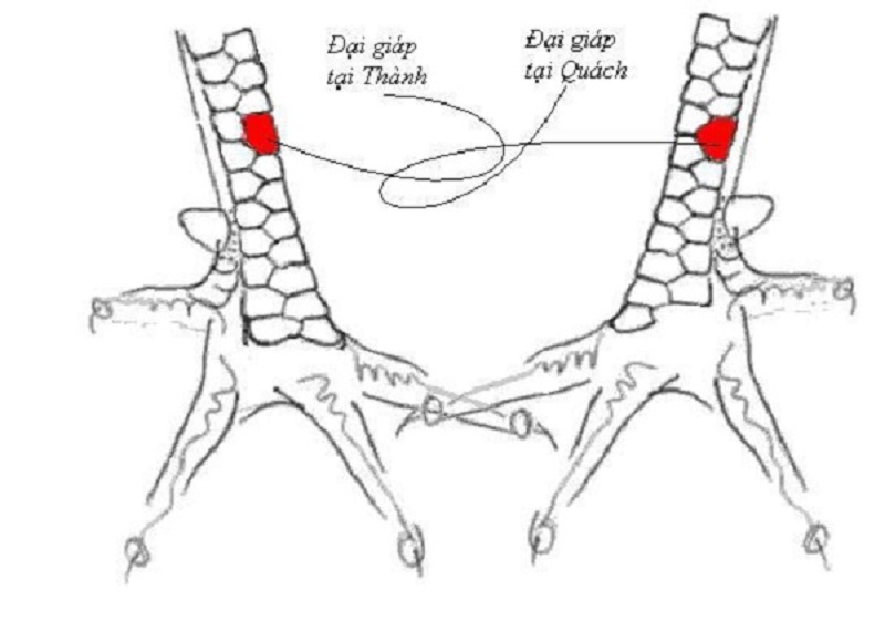 vay dai giap - Top 10 vảy gà chọi thần kê cực kỳ quý hiếm