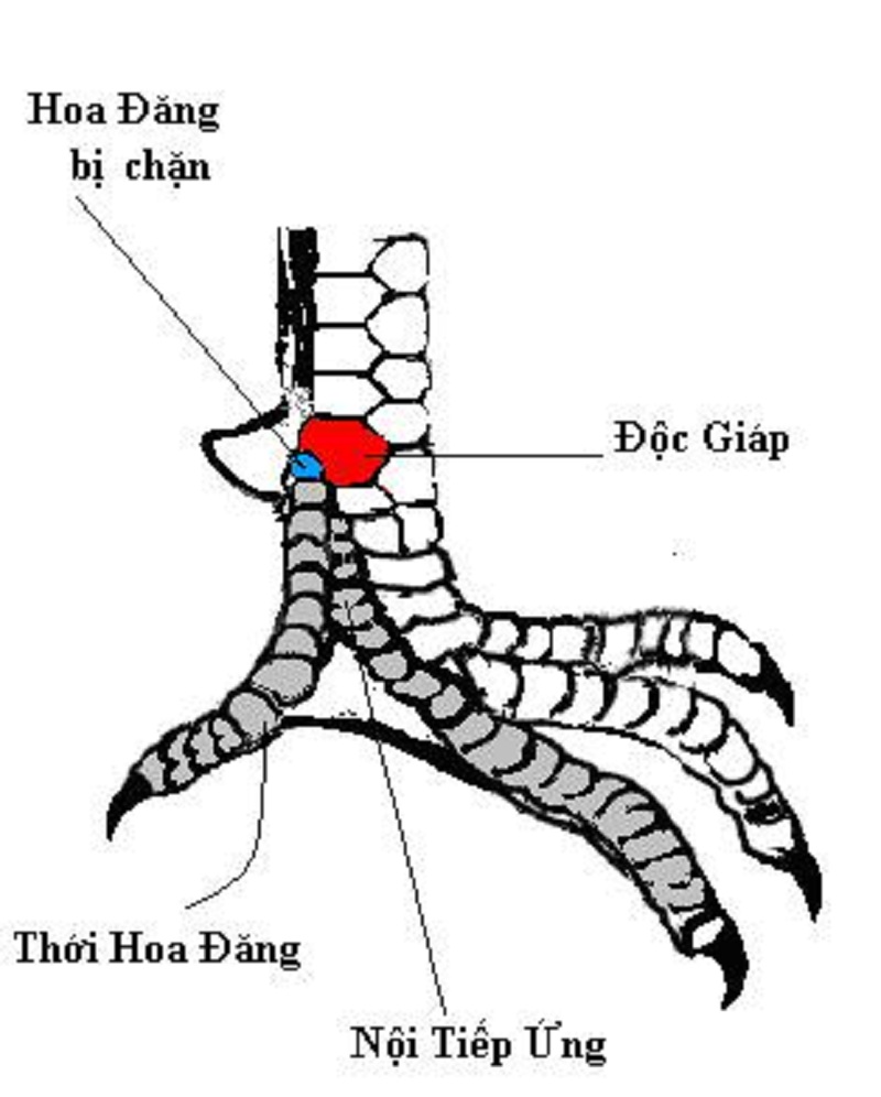 vay doc giap - Top 10 vảy gà chọi thần kê cực kỳ quý hiếm