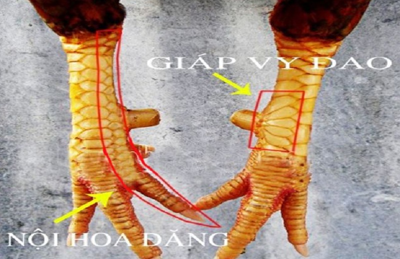 vay giap vy dao - Top 10 vảy gà chọi thần kê cực kỳ quý hiếm