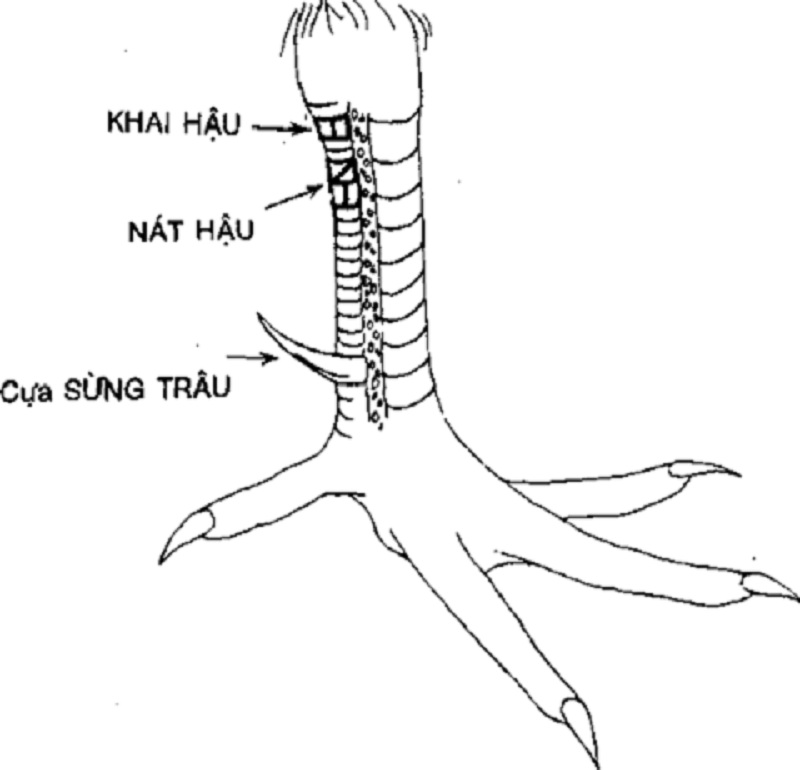 vay khai hau - Top 10 vảy gà chọi thần kê cực kỳ quý hiếm