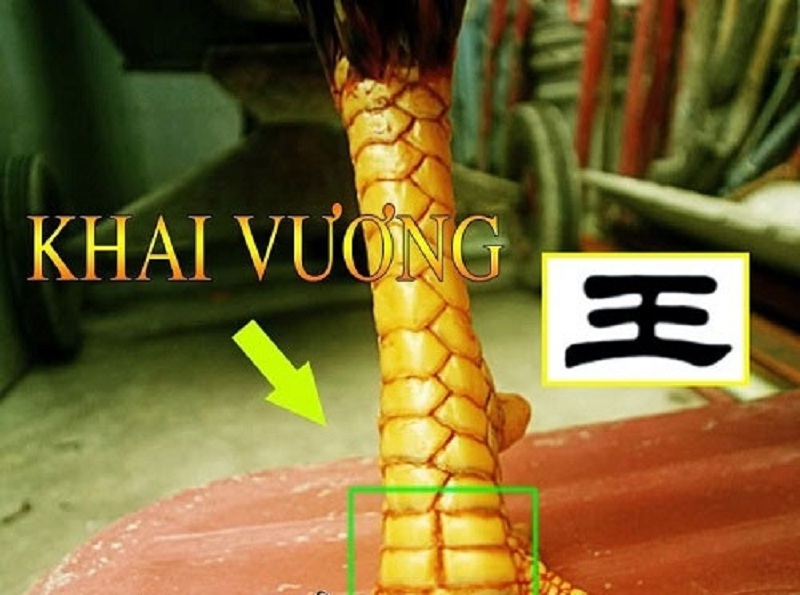 vay khai vuong - 101 vay ga hay, cách xem vảy gà hay chọn gà chọi quý & hiếm