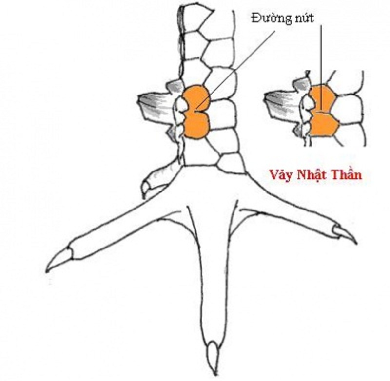 vay nhat thoi - Top 10 vảy gà chọi thần kê cực kỳ quý hiếm