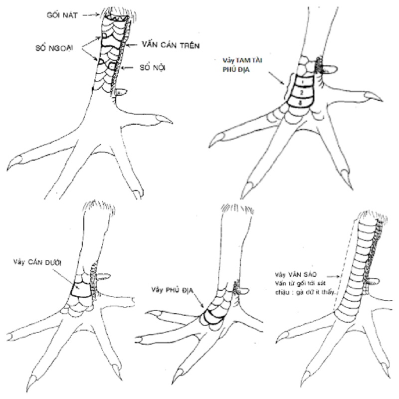 vay phu dia - 101 vay ga hay, cách xem vảy gà hay chọn gà chọi quý & hiếm