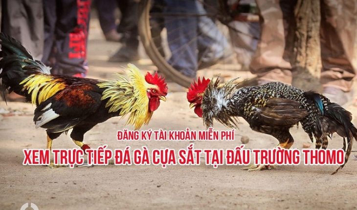 xem đá gà trực tuyến